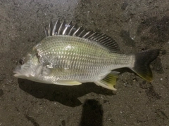 キビレの釣果