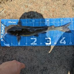 アメリカナマズ