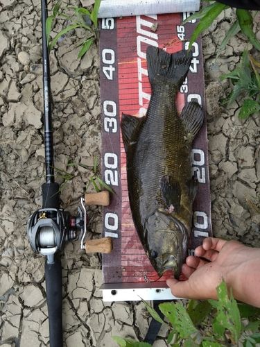 スモールマウスバスの釣果