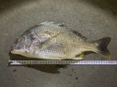 キビレの釣果