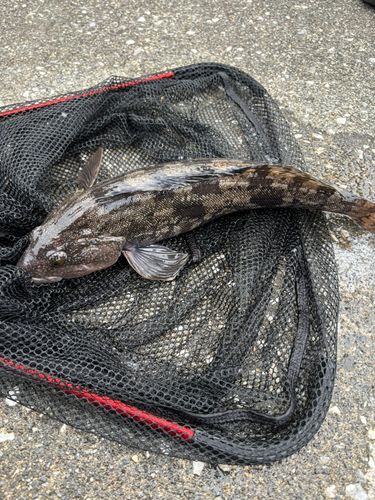 アイナメの釣果