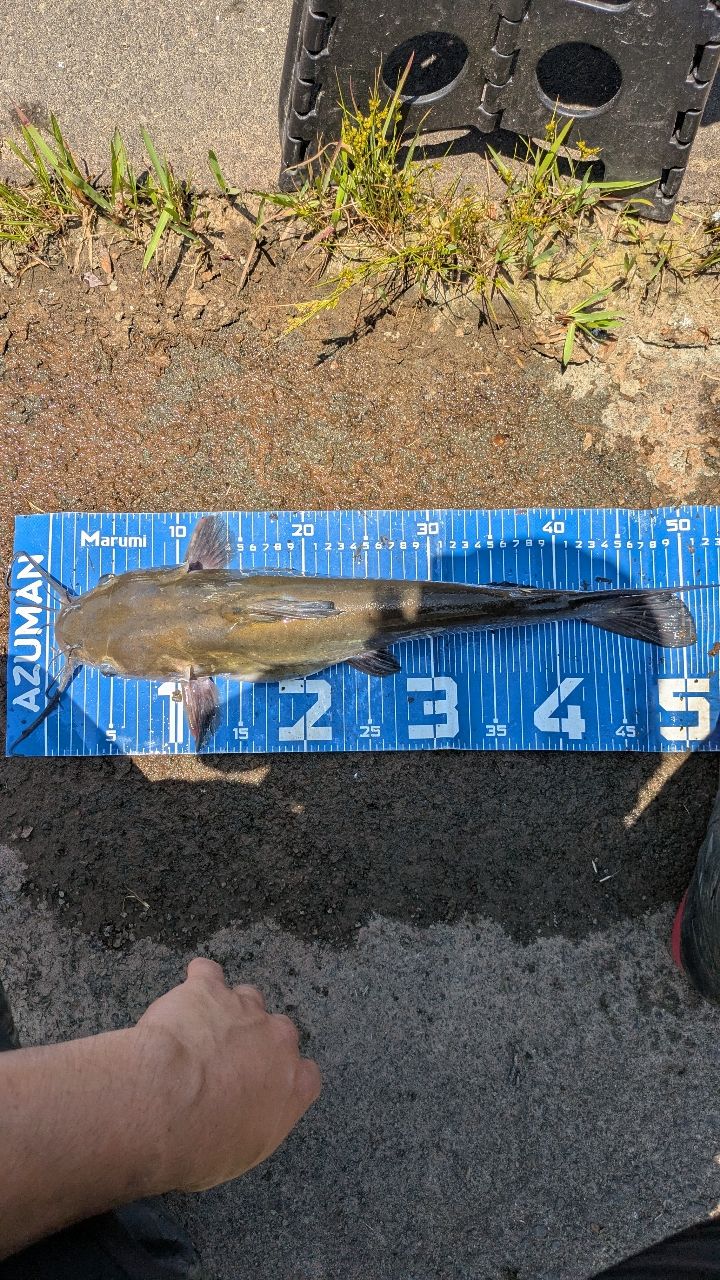 アメリカナマズ