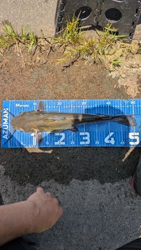 アメリカナマズの釣果