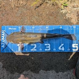 アメリカナマズ