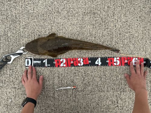 マゴチの釣果