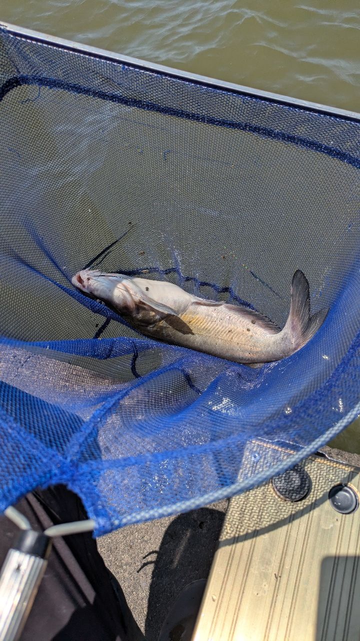 アメリカナマズ