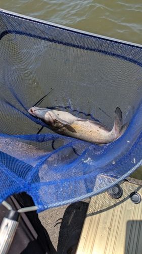 アメリカナマズの釣果