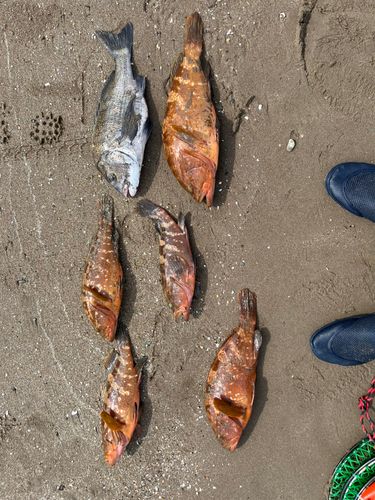 キジハタの釣果