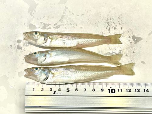 シロギスの釣果