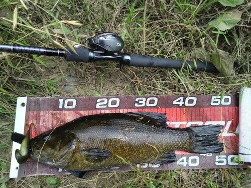 スモールマウスバスの釣果