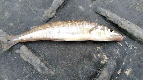 シロギスの釣果