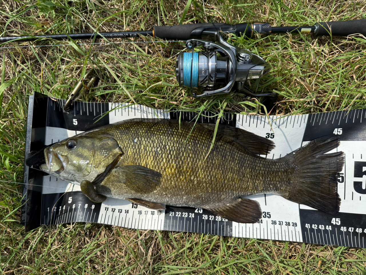 DAIWA（釣り） ダイワ リベリオン 662ML/LFS / バス釣り