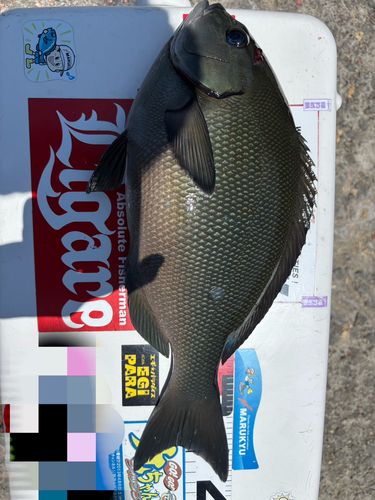 オナガグレの釣果