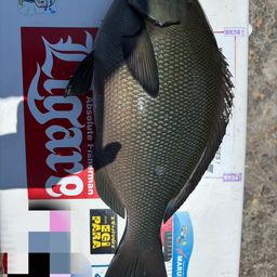 オナガグレ