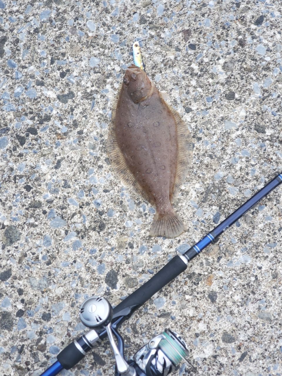 ミズクサガレイ