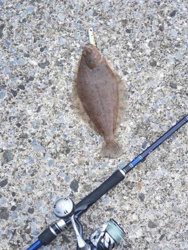 ミズクサガレイの釣果