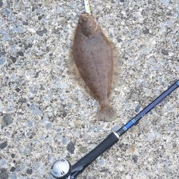 ミズクサガレイ