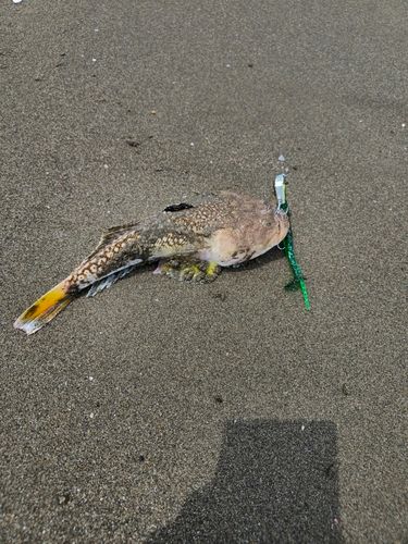 キビレミシマの釣果