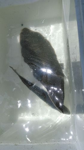 シタビラメの釣果