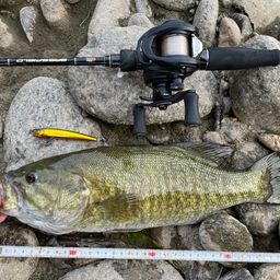 スモールマウスバス