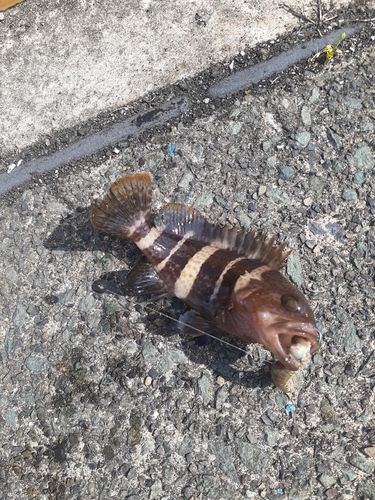 アオハタの釣果