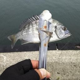 チヌ