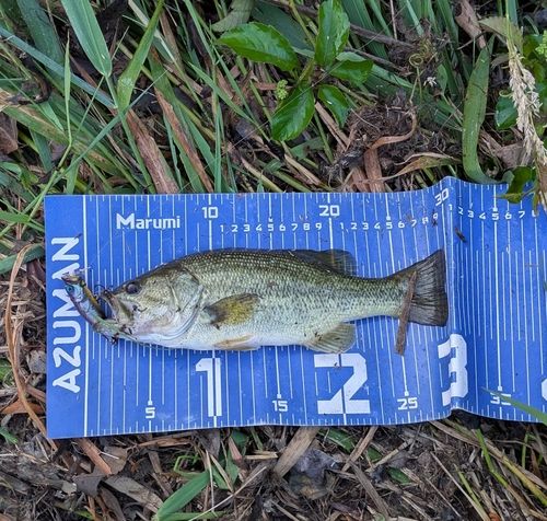 ブラックバスの釣果