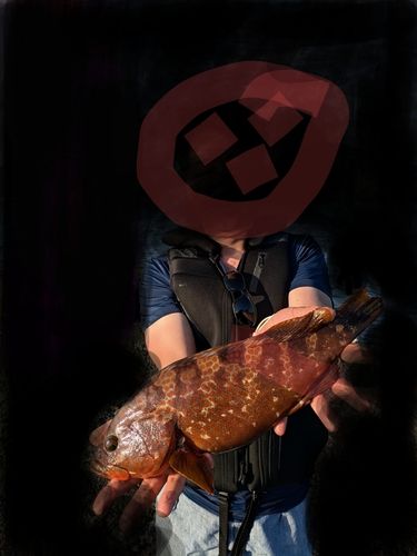 アコウの釣果