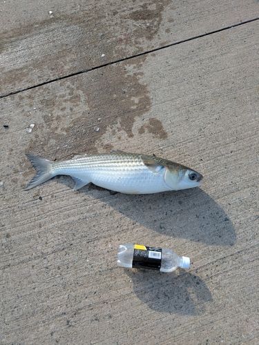 ボラの釣果