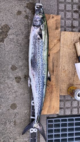サワラの釣果