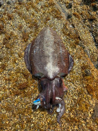 モンゴウイカの釣果