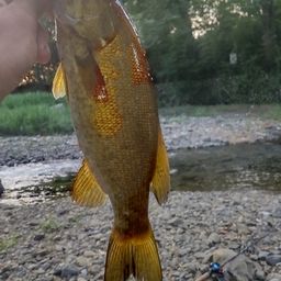 スモールマウスバス