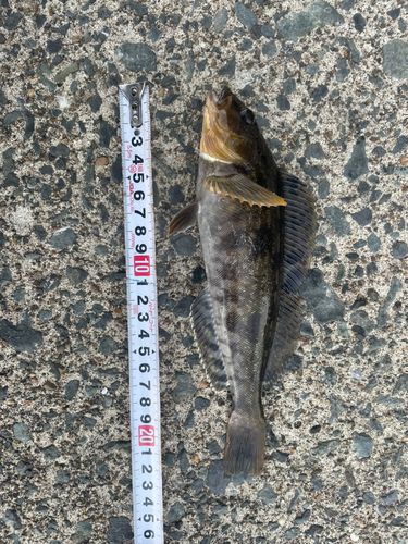 アイナメの釣果