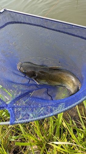 アメリカナマズの釣果