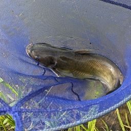 アメリカナマズ