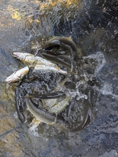アユの釣果