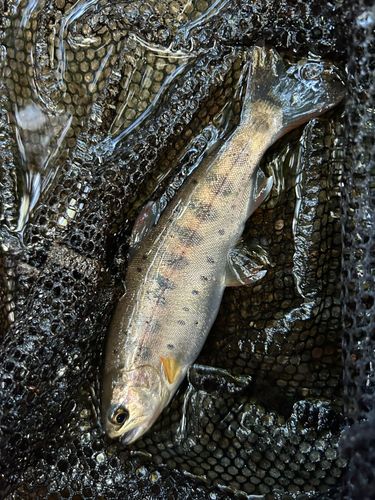 ヤマメの釣果