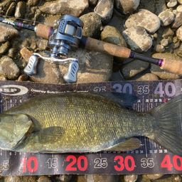 スモールマウスバス