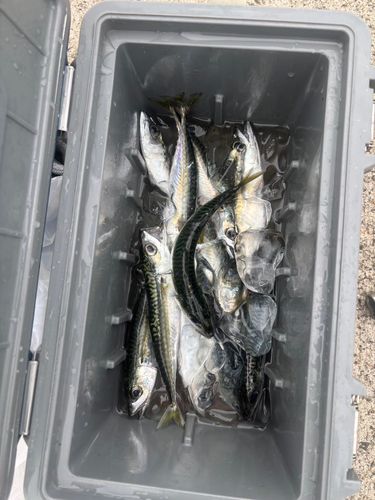 サバの釣果