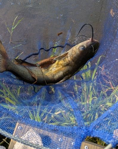 アメリカナマズの釣果