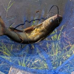 アメリカナマズ