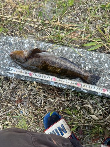 アイナメの釣果