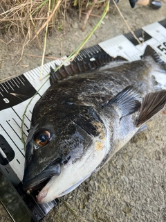 チヌの釣果
