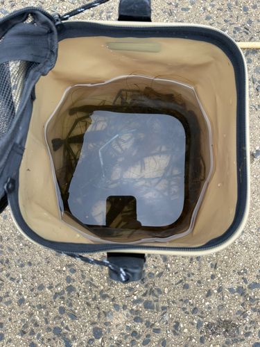 テナガエビの釣果