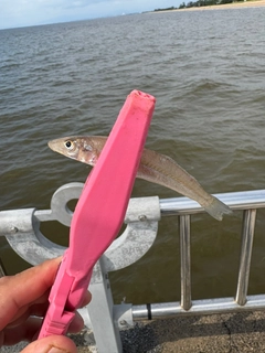 キスの釣果