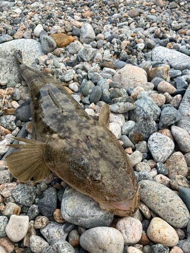 マゴチの釣果