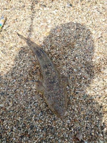 マゴチの釣果