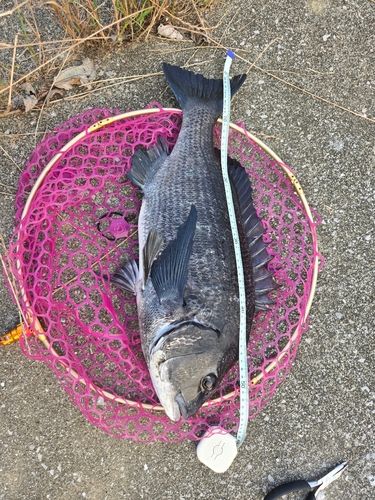 釣果