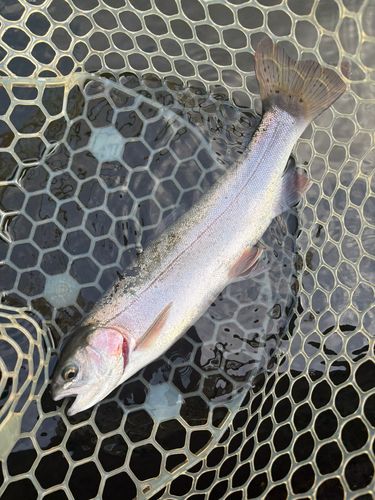 レインボートラウトの釣果