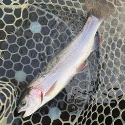 レインボートラウト